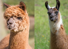 Alpaca on the left and a Llama on the Right