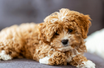 Caramel coloured Cavoodle puppy