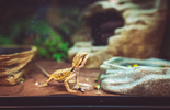 Dwarf Bearded Dragon in an indoor enclosure