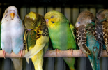 Five different coloured budgies sitting on a perch