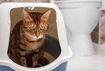 Brown tabby cat using a litter tray