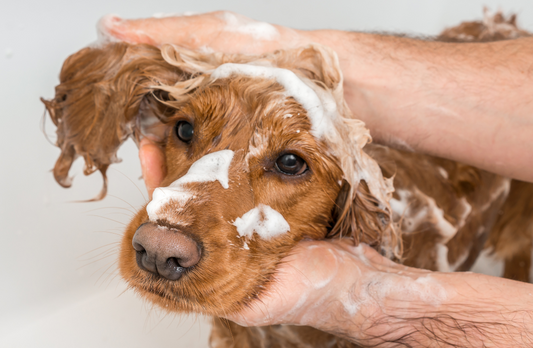 Brown Spaniel gets a bath