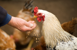 Hand feeding grain to a white chook