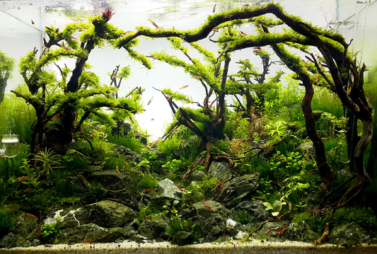 Billabong natural fish tank