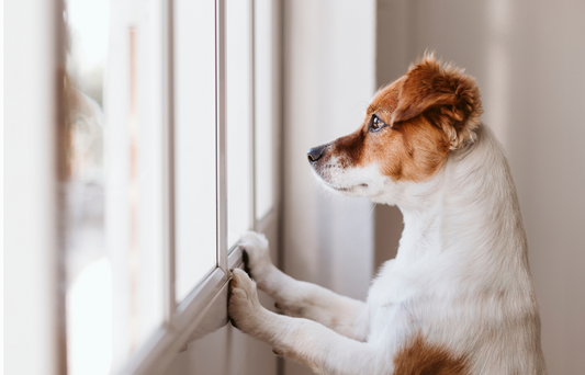 Separation Anxiety in Pets – Why It Happens & What You Can Do