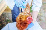 A vet vaccinating a chook