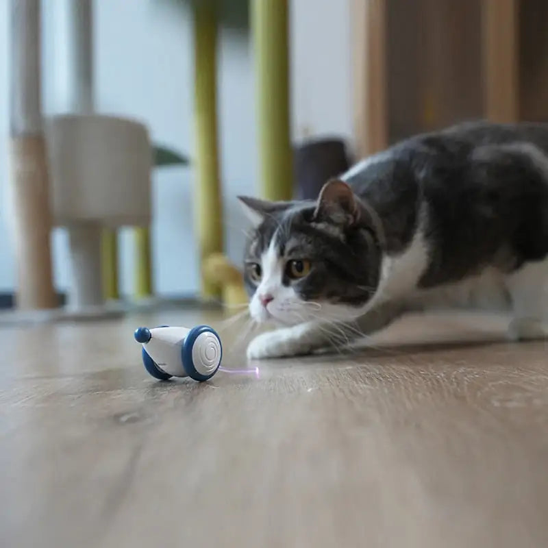 A grey and white cat stalks the Interactive Wicked Mouse Cat Toy in a home setting.