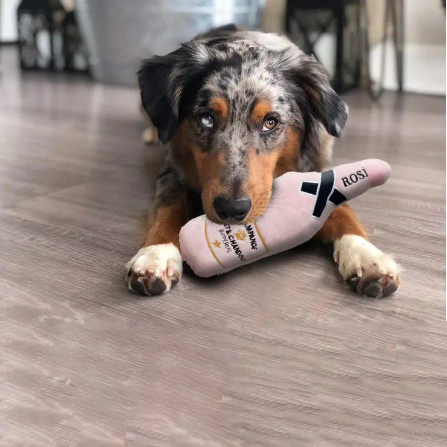 dog playing with a champagne bottle toy in a home setting.