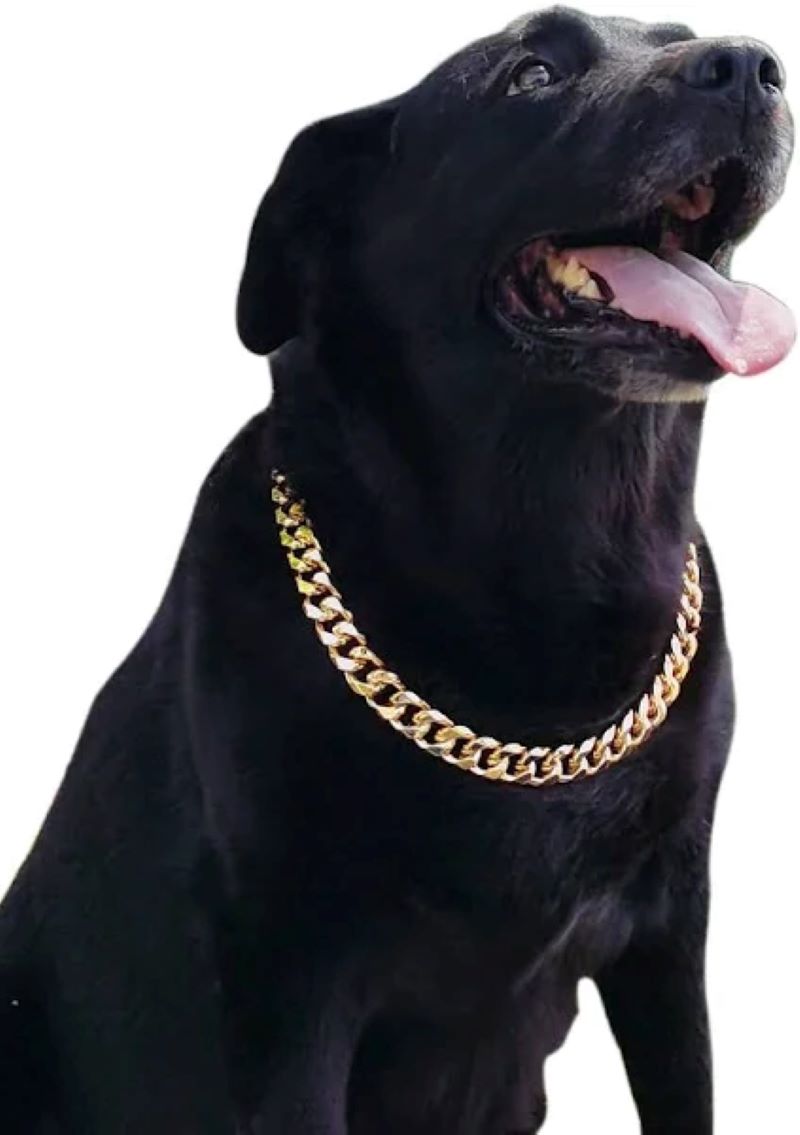 Black Labrador dog wears a Gold Rock Star Pet Chain Necklace on a white background.