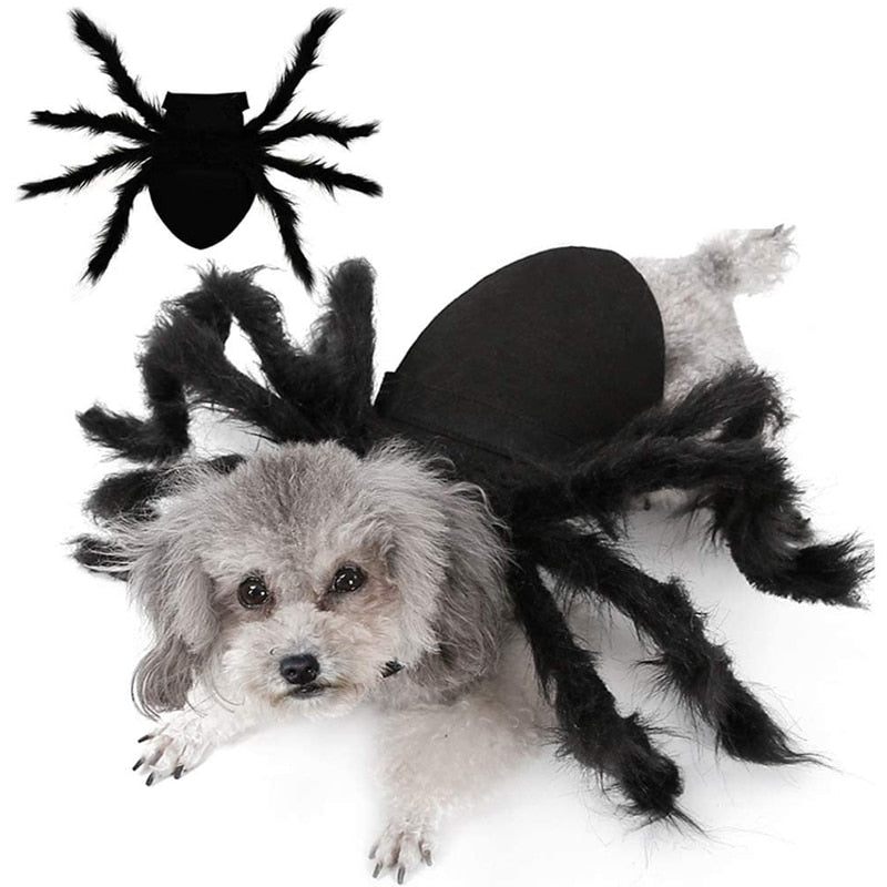 Main image of silver dog wearing black spider costume. inset of black spider costume from above is at top left of main image. white background.