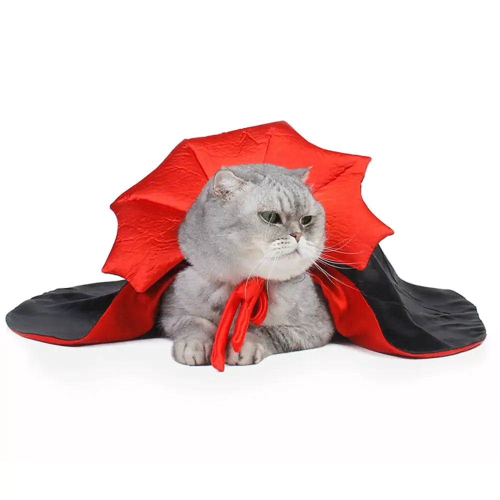 silver tabby cat dressed in a black and red vampire cloak costume, white background.