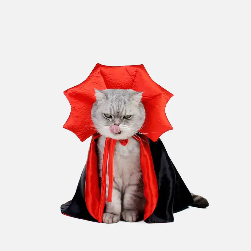 silver tabby cat dressed in a black and red vampire cloak costume, white background.