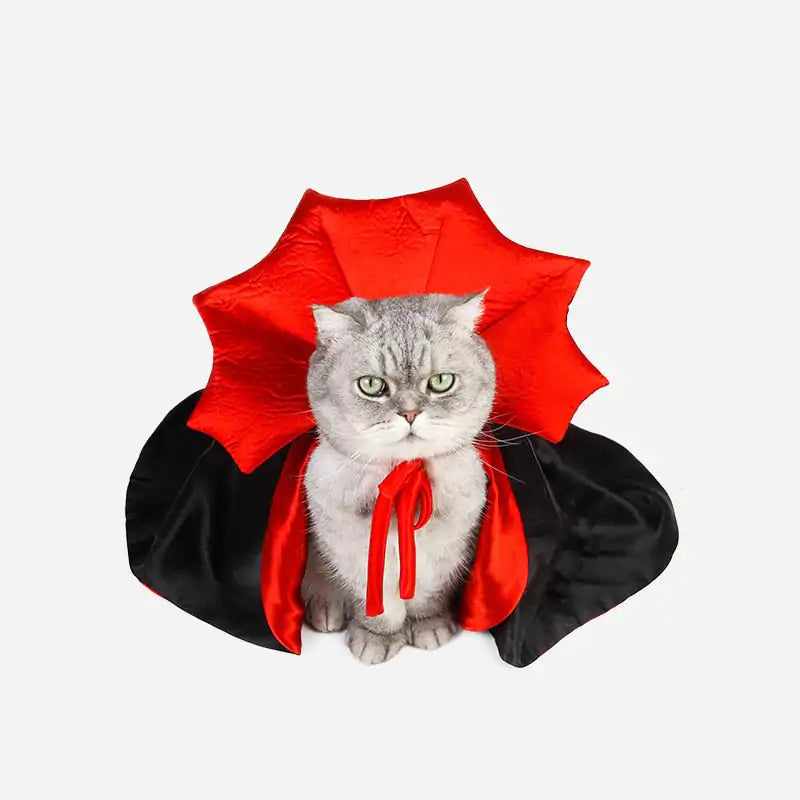 silver tabby cat dressed in a black and red vampire cloak costume, white background.