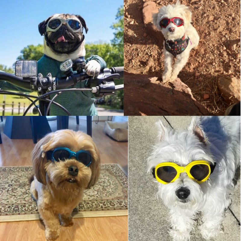 four way split image - top left image shows a pug dog wearing white rimmed sunglasses on the front of a push bike; top right shows a small fluffy, white dog, wearing a bandana and red rimmed sunglasses. Bottom left photos shows a small brown dog wearing blue rimmed sunglasses in a home setting and the bottom right image shows a west highland white terrier wearing yellow rimmed sunglasses.