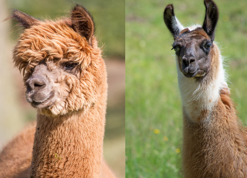 Alpaca on the left and a Llama on the Right