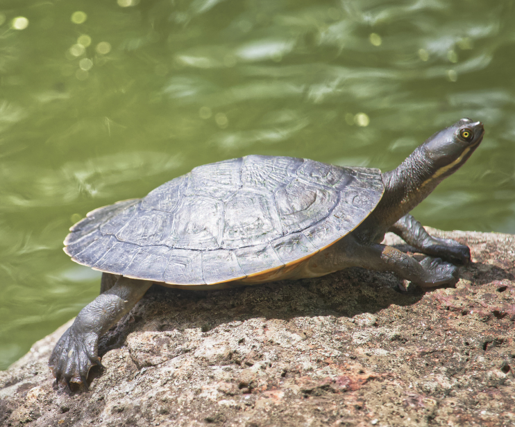 Australian short necked turtle