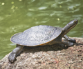 Australian short necked turtle