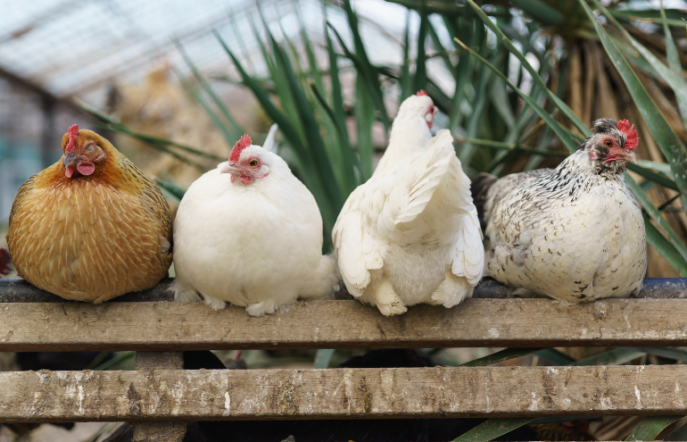 Four chicken sitting on a perch