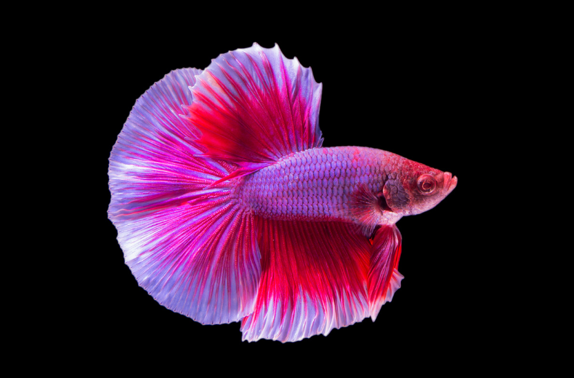 Pink and Purple Betta Fish, black background