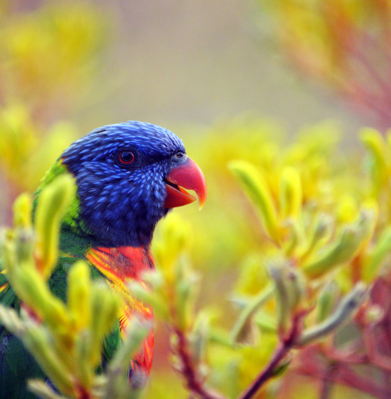 Attracting Wild Birds to Your Backyard