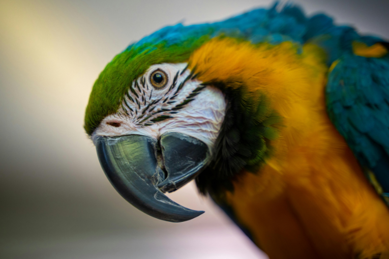 Blue and Gold Macaw