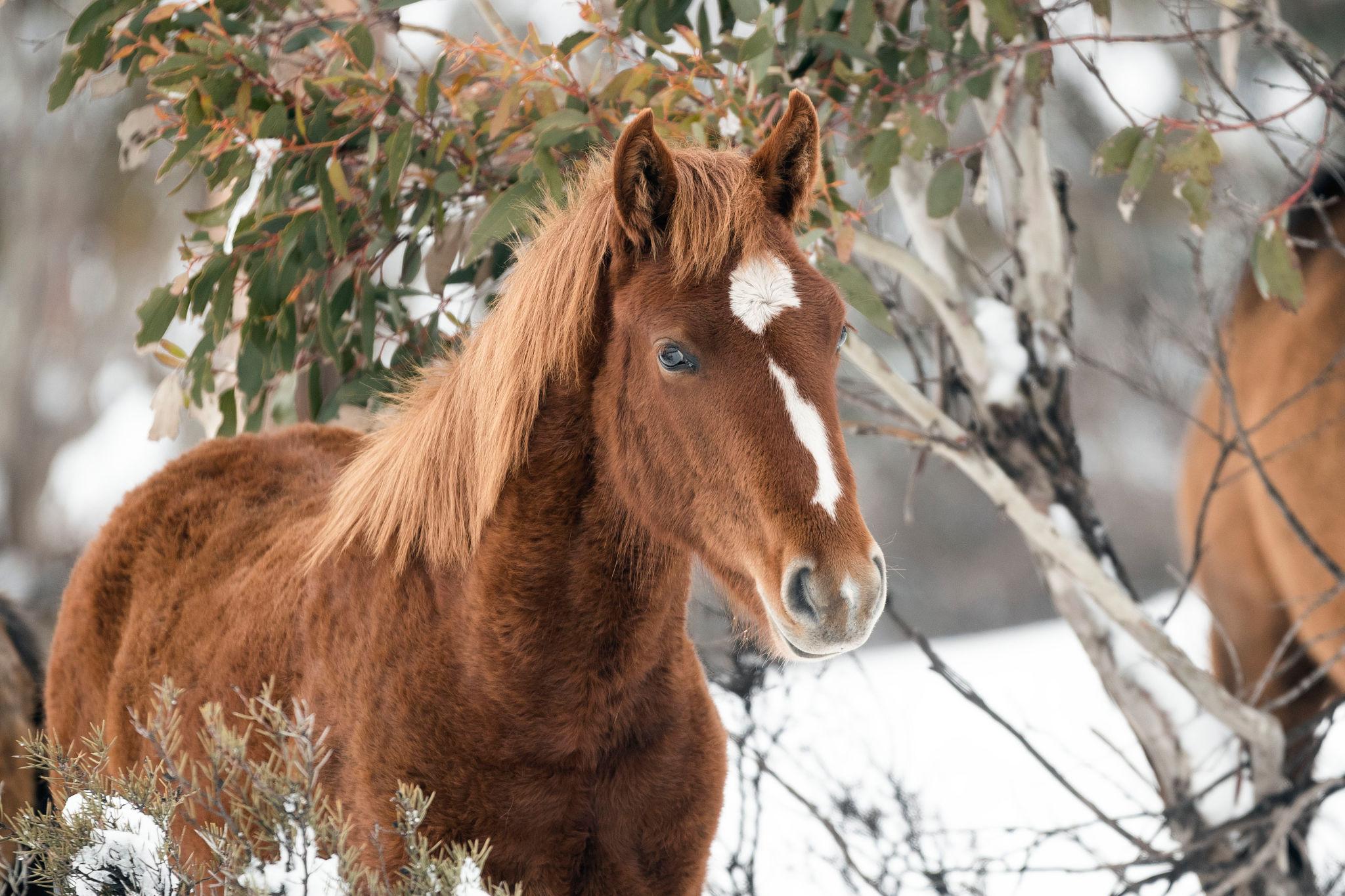 A Brown Brumby in the snow