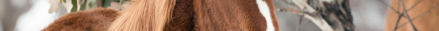 A Brown Brumby in the snow