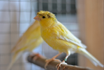 Caring for Canaries – Their Song, Care, and Ideal Owners
