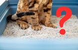 Tabby cat sits in a clay based litter substrate, in a blue litter tray, a red question mark is in the forefront on the image. 