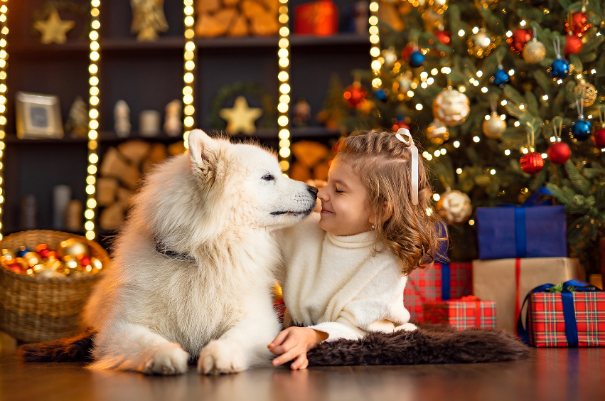 White long haired dog with young girl, Christmas tree, presents and decorations are in the background. 