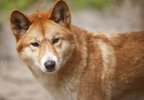 Australian Dingo