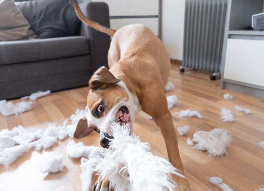 A brown and white dog tears the fluff from a pillow, in a home setting. 