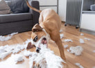 A brown and white dog tears the fluff from a pillow, in a home setting. 