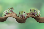 Three Tree frogs sit on a branch 