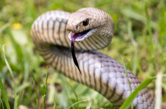 An eastern brown snake (Pseudonaja textilis)