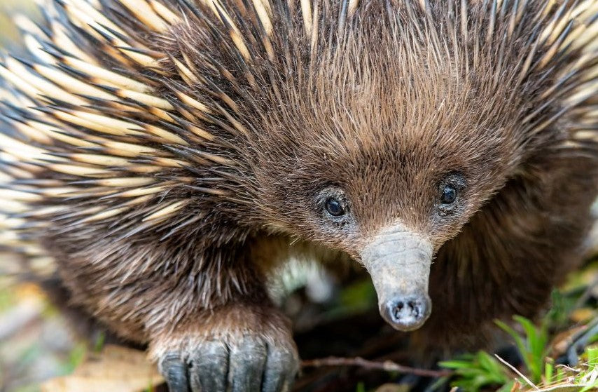 Australian Echidna