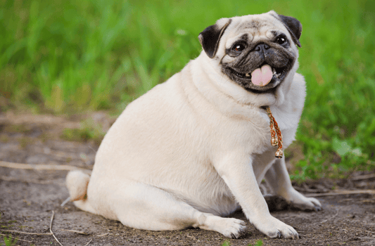 OVERFED, UNDERLOVED - The Heavy Truth About Pet Obesity