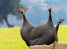 Three Guinea Fowl, green grass in the background