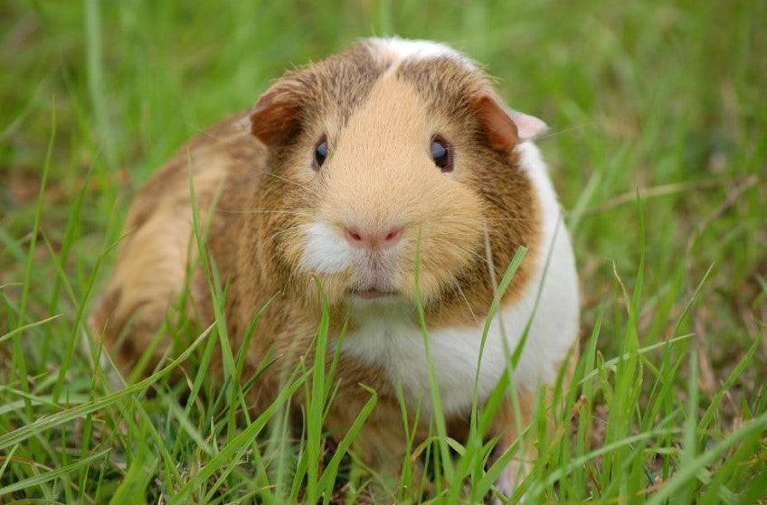 Small Animals as Companion Pets – Finding the Right Match