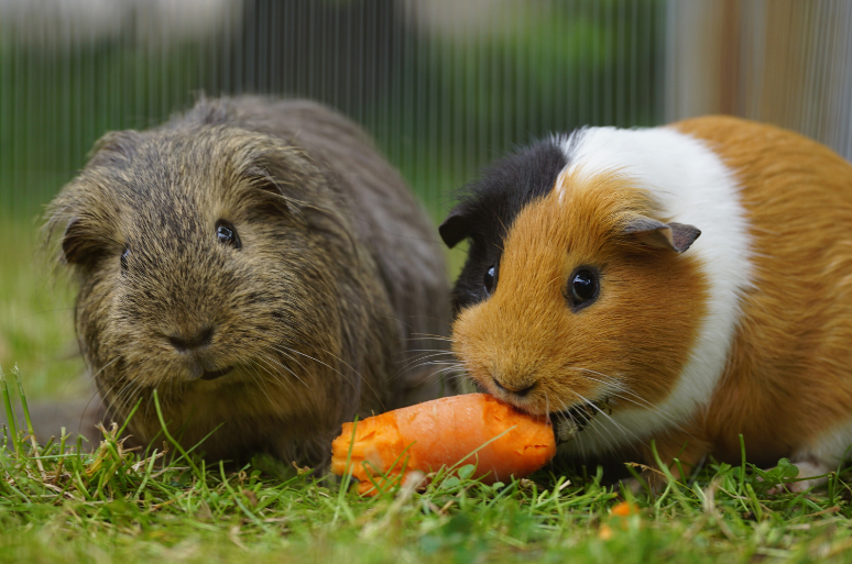 Two Guinea Pigs enjoy a carrot, outside in a grassy area