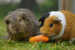 Two Guinea Pigs enjoy a carrot, outside in a grassy area