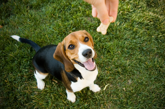 Homemade Dog Treats: Wholesome, Natural Snacks for Your Furry Friend