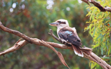 A blue winged Kookaburra sits in a tree