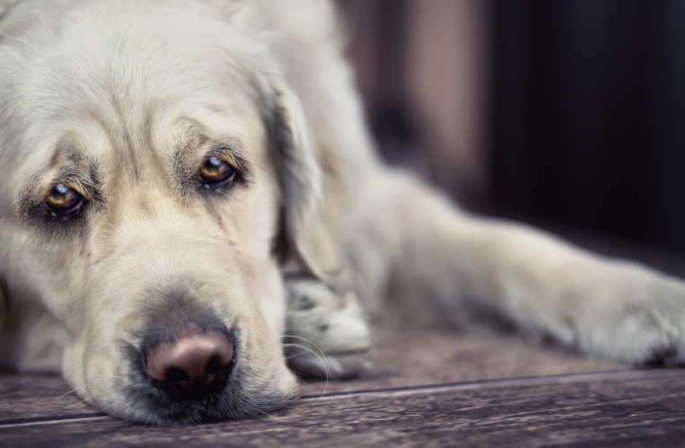 Old and lonely dog