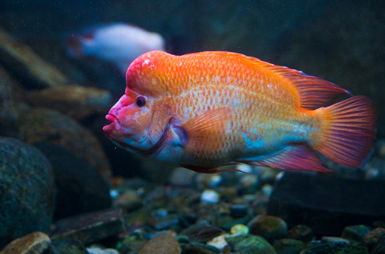 Red Devil Cichlid (Amphilophus labiatus)