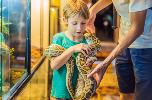 A young boy is shown the correct way to handle a python 