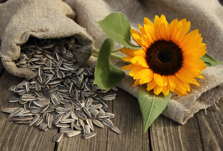 A sack of white striped sunflower seeds spills onto a wooden surface, a fresh sunflower lies beside the sack. 
