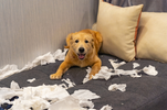 The Harsh Reality of Pet Ownership: Are You Truly Prepared?