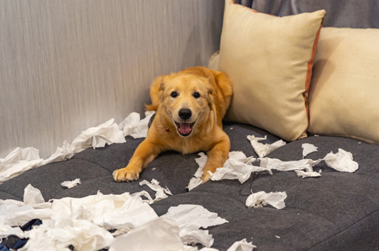 The Harsh Reality of Pet Ownership: Are You Truly Prepared?