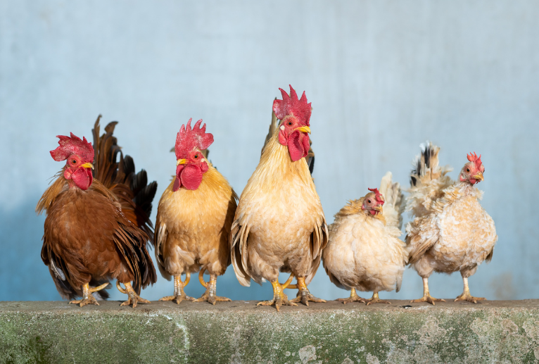 Three roosters and two hens